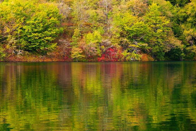 Photo lake in forest crystal clear water