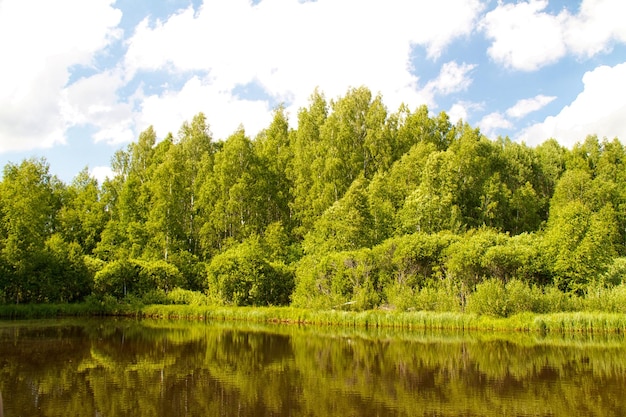 Lake and forest View of the lake near the forest in summer