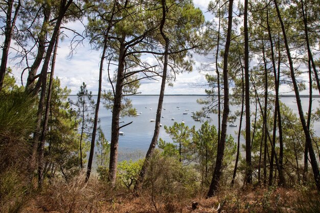 Lake forest wild natural beach in Maubuisson Carcans in Gironde Aquitaine french