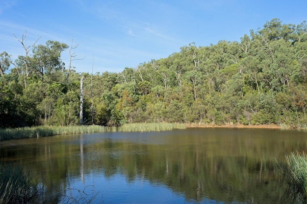 A lake in the forest with trees and a blue sky