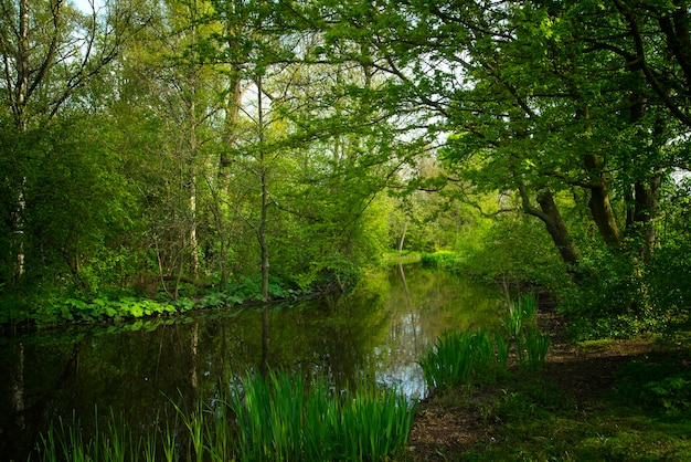 Foresta del lago