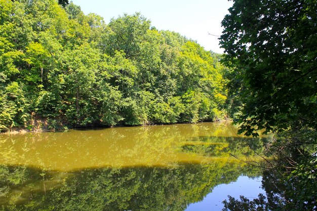 Lake in forest