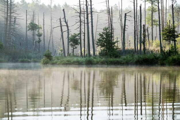 Lake in the forest