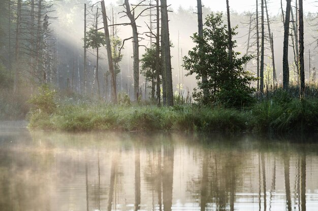 Lake in the forest