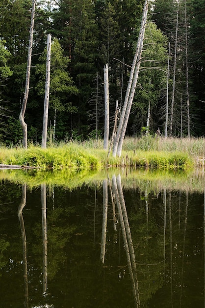 Lake in the forest