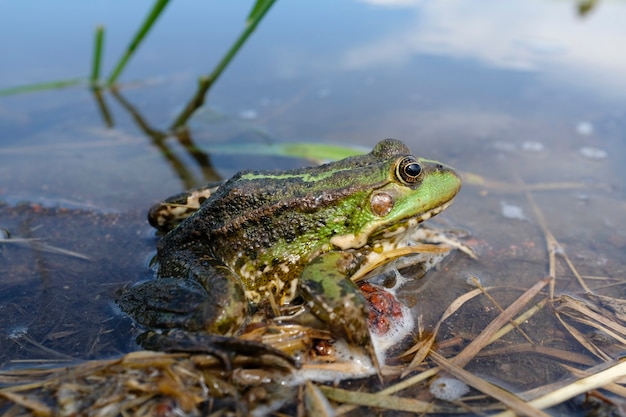 연못에 있는 호수 개구리(Pelophylax Lessonae), 습지 개구리(Pelophylax ridibundus), 식용 개구리(Pelophylax esculentus). 녹색 개구리가 물 속에 숨어 있습니다. 고품질 사진