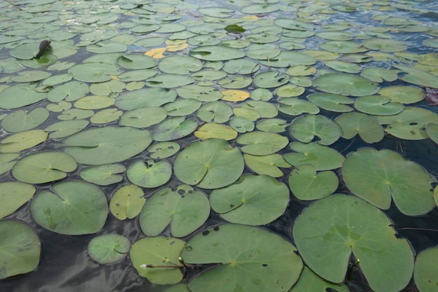 Озеро, полное растений Виктория Регия