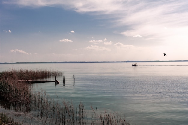 Lake Garda with the typical aquatic vegetation.