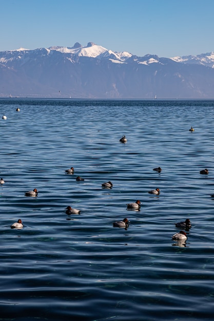 Lake Geneva and the Alps seen from Lausanne, Switzerland