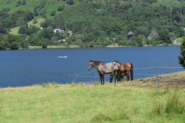 Foto lake grasmere - paarden