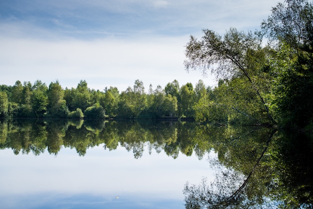 Lake in the green forest