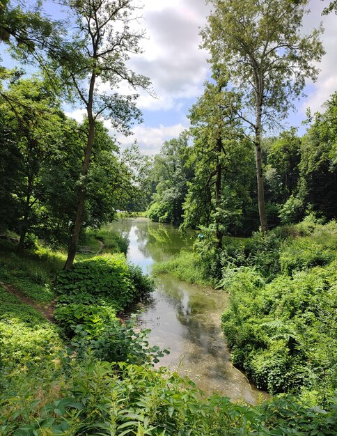 Lake in the green forest