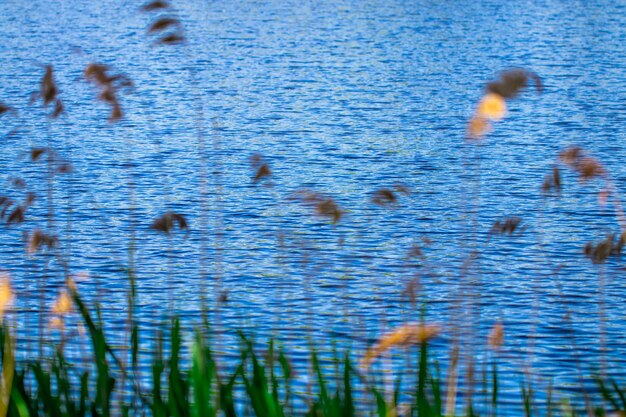 Lake and green meadow near the water in sunny day.