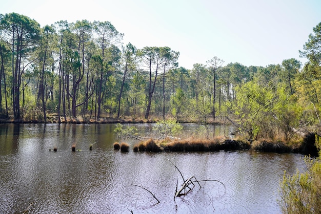 Lake of Hostens water trees reflexion and island in Gironde france