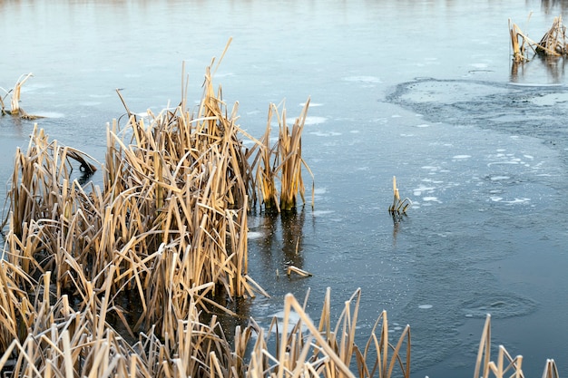 The lake is frozen during the winter frosts, dry grass and reeds sticks out