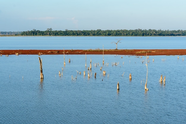 lake of the itaipu dam with emerged dry trees foz do iguacu parana state brazil on may 19 2015