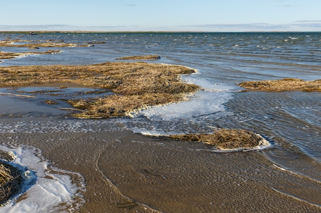 Photo lake kamyslybas is a large saltwater lake in kazakhstan. seaweed on the shore