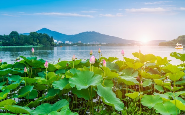 写真 湖の蓮の池と風景