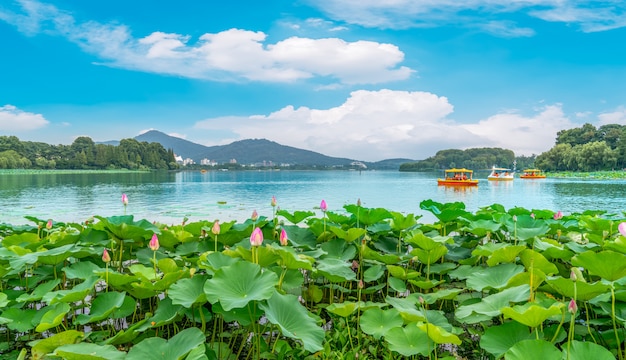 湖の蓮の池と風景