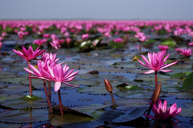 lake of lotus