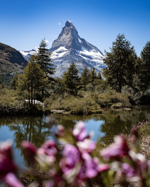 Photo a lake in the mountain foot with a forest and pink flowers and a snowy mountain in the background
