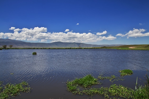 Lake op safari in Kenia en Tanzania, Afrika