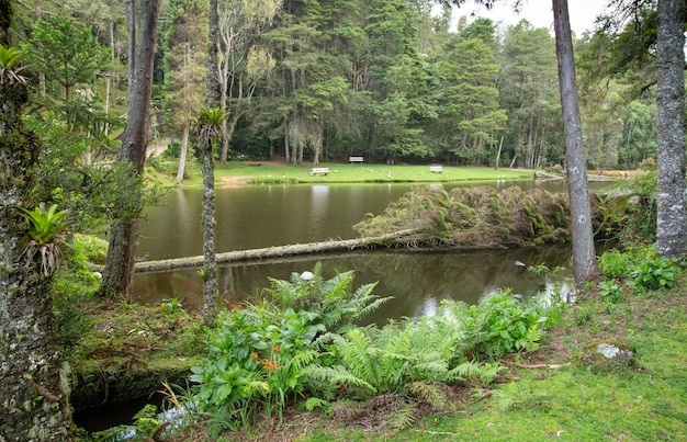 ブラジルの倒木がある公園の湖