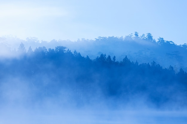 Lake and pine forest on morning time