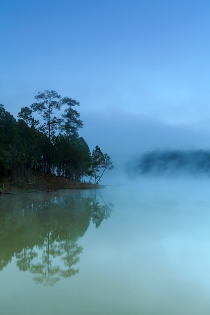 Озеро и сосновый лес по утрам