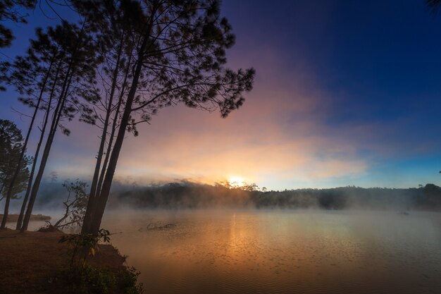 lake and pine forest on morning time at 