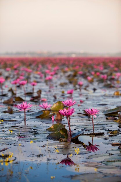 Foto lago di loto rosa (mare di loto rosso thailandia)