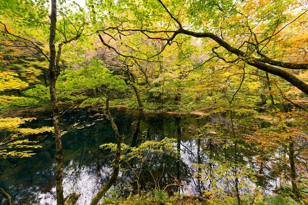 Lake pond in autumn