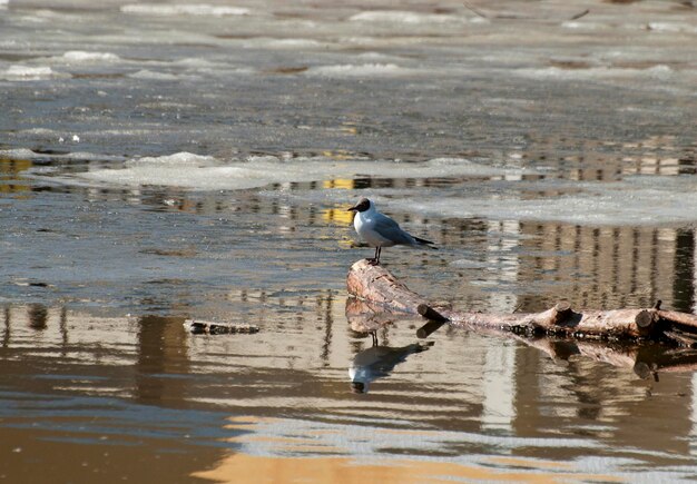 Lake Seagull Larus ridibundus op een boomstam in het midden van het meer Moskou regio Rusland