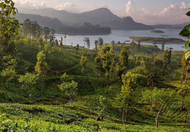 Lake on Sri Lanka