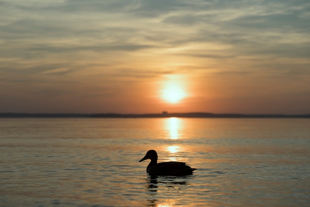 夏の日没時の湖と森の湖の美しい夕方の空のアヒル高品質の写真