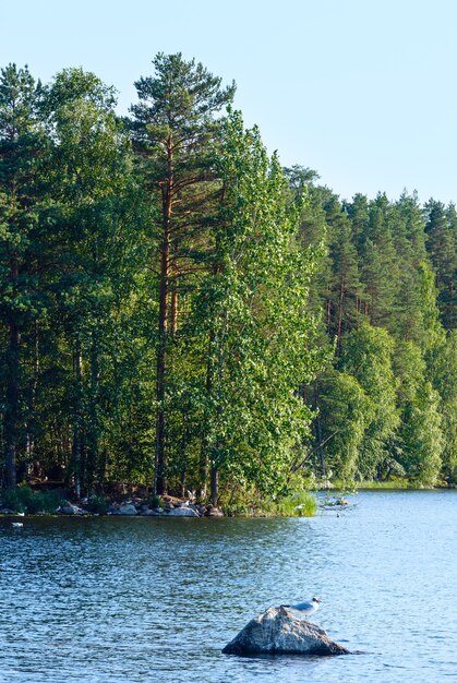 Lake summer view with forest on the edge and gull on stone