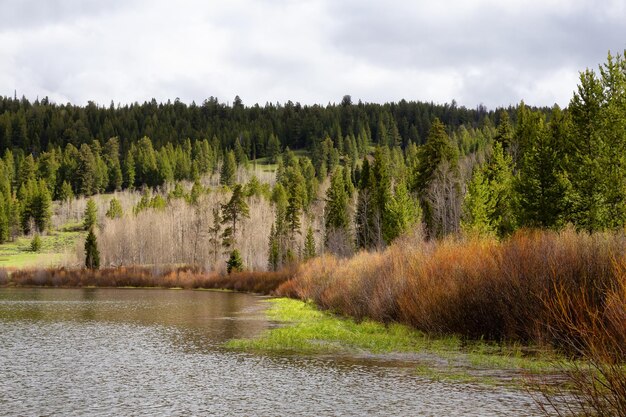 アメリカの風景の春の季節の木々に囲まれた湖