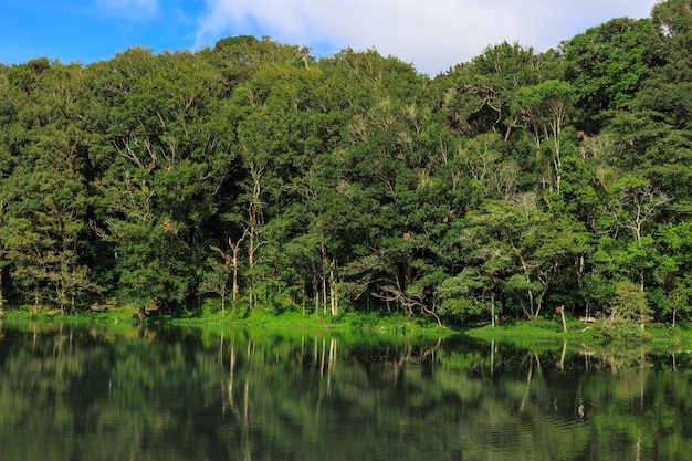 Lago circondato da alberi