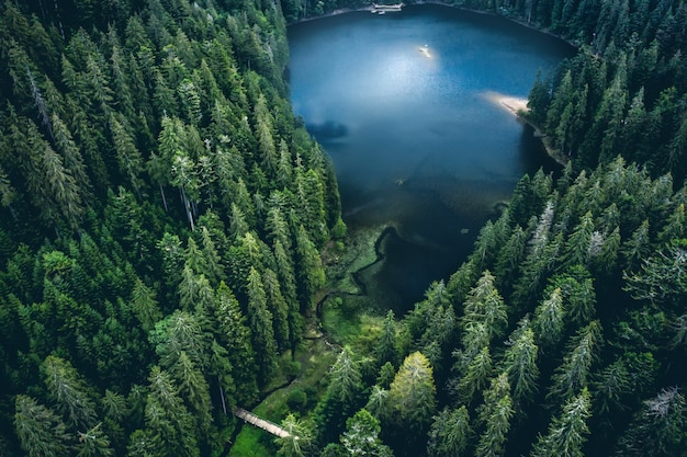 Lake synevir framed by pine wood in carpathian mountains view from above