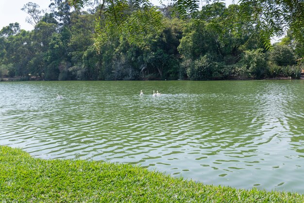 Lago, alberi e oche in un parco in brasile.