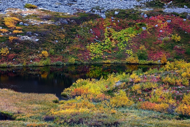 ツンドラの湖は秋の植生に囲まれています。コラ半島、ロシア。