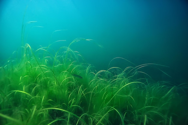 lake underwater landscape abstract / blue transparent water, eco nature protection underwater