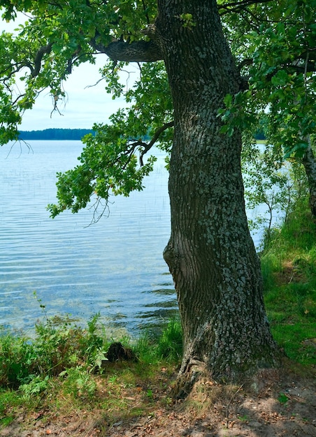 夏の樫の木の小枝を通して湖の景色