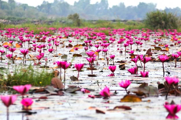 The Lake of water lily, Udonthani, Thailand