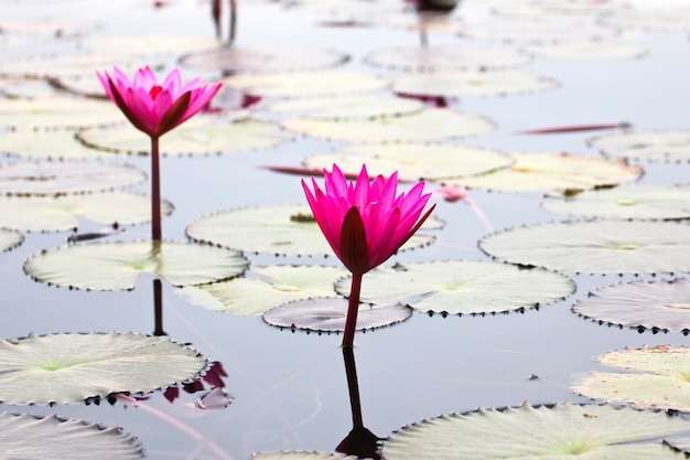 The Lake of water lily, Udonthani, Thailand