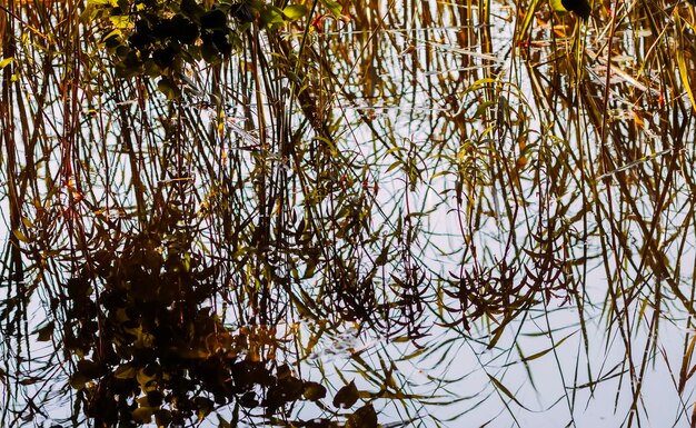 Lake water surface reflecting trees and plants