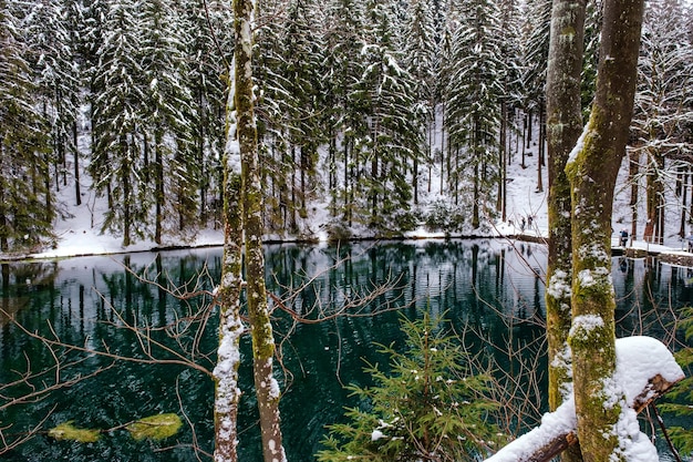 Lake in winter forest pine forest is on background germany