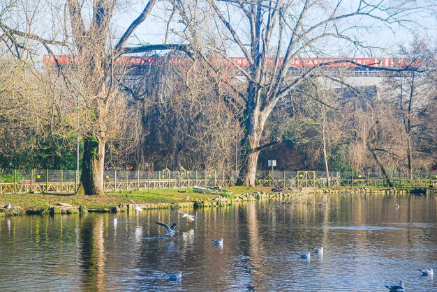 Lake with birds in the park