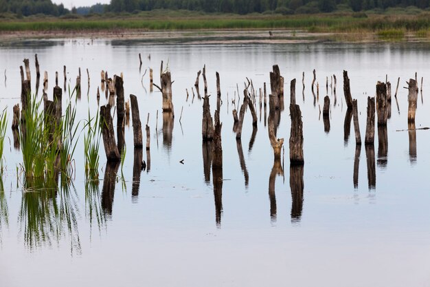 A lake with different plants and tree trunks in the summer, a lake during cloudy weather