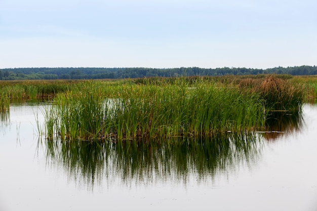 A lake with different plants